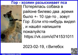 Найдена собака в Витебске — фото объявления