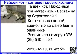Найдена кошка в Витебске — фото объявления