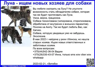 Найдена собака в Витебске — Вы любите смотреть на Луну? Не упустите возможность стать обладателям собаки, которая так же будет…