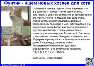 Найдена кошка в Витебске — Особенный котёнок Фунтик очень надеется, что его заметят и полюбят таким какой он есть.