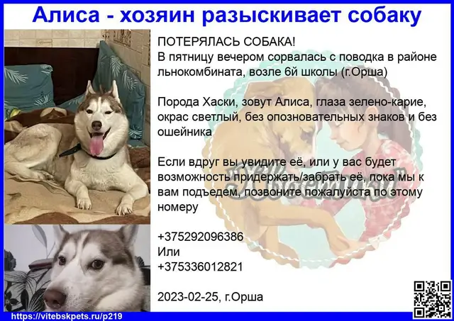 Пропала собака в Витебске — фото объявления