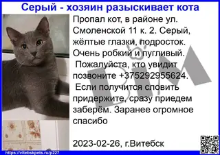 Пропала кошка в Витебске — фото объявления