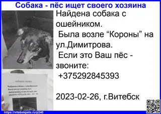 Найдена собака в Витебске — фото объявления