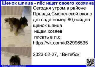 Найдена собака в Витебске — Сегодня утром,в районе Правды,Смоленской,около дет.сада номер 80,найден щенок шпица