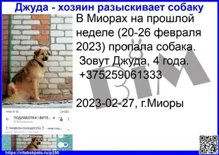 Пропала собака в Витебске — В Миорах на прошлой неделе (20-26 февраля 2023) пропала собака.