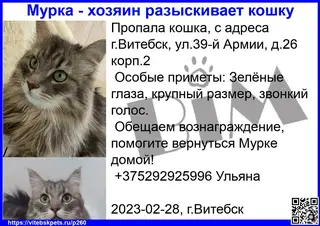 Пропала кошка в Витебске — фото объявления