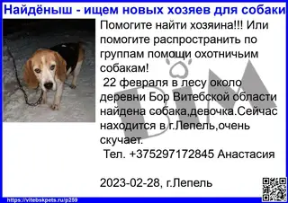Найдена собака в Витебске — Помогите найти хозяина!!! Или помогите распространить по группам помощи охотничьим собакам!