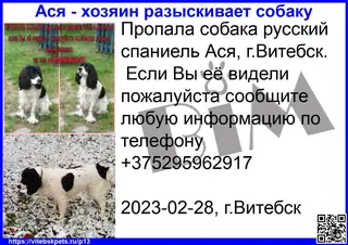 Найдена собака в Витебске — фото объявления