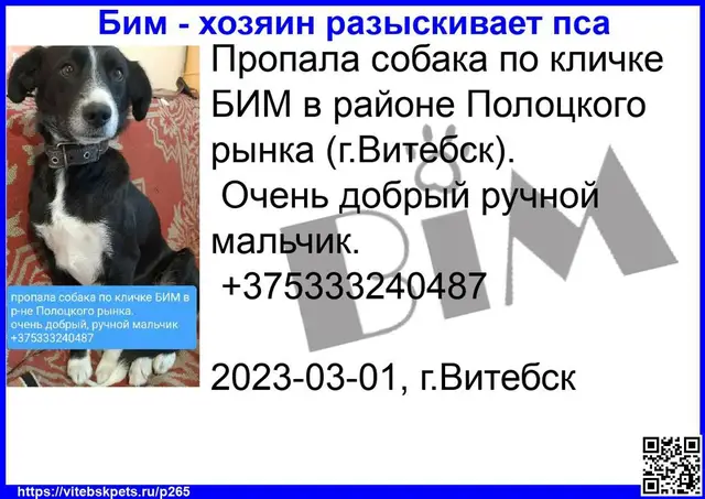 Пропала собака в Витебске — фото объявления