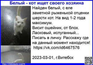 Найдена кошка в Витебске — фото объявления
