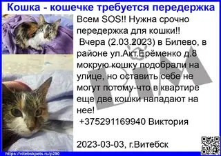 Найдена кошка в Витебске — Всем SOS!! Нужна срочно передержка для кошки!!