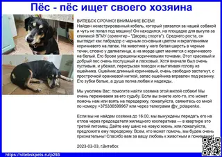 Найдена собака в Витебске — ВИТЕБСК СРОЧНО! ВНИМАНИЕ ВСЕМ!