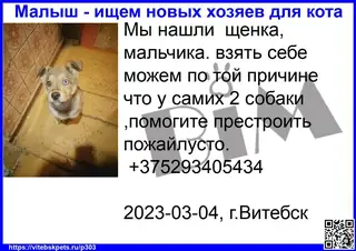 Найдена собака в Витебске — Мы нашли щенка, мальчика. взять себе можем по той причине что у самих 2 собаки ,помогите престроить…