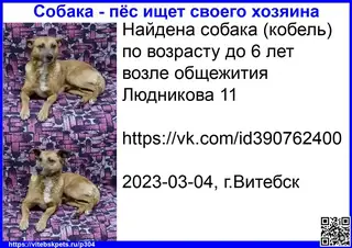 Найдена собака в Витебске — фото объявления