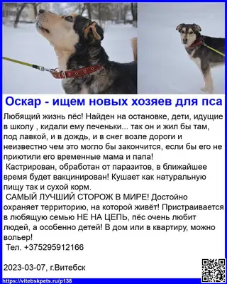 Найдена собака в Витебске — Любящий жизнь пёс! Найден на остановке, дети, идущие в школу , кидали ему печеньки... так он и жил…