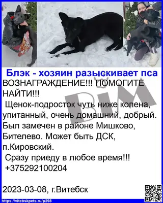 Найдена собака в Витебске — ВОЗНАГРАЖДЕНИЕ!!! ПОМОГИТЕ НАЙТИ!!!