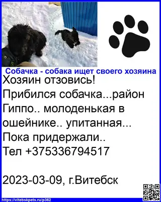Найдена собака в Витебске — Хозяин отзовись!