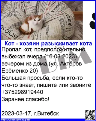 Пропала кошка в Витебске — фото объявления
