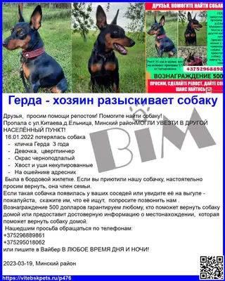 Пропала собака в Витебске — Друзья, просим помощи репостом! Помогите найти собаку!