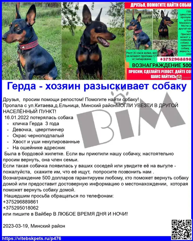 Пропала собака в Витебске — Друзья, просим помощи репостом! Помогите найти собаку!