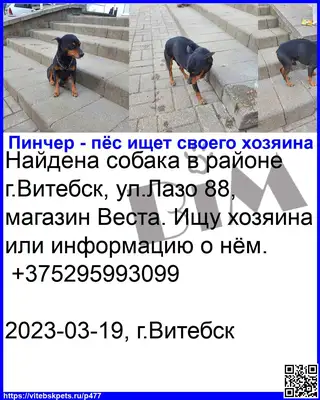 Найдена собака в Витебске — фото объявления