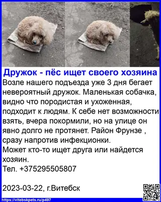 Найдена собака в Витебске — Возле нашего подъезда уже 3 дня бегает невероятный дружок. Маленькая собачка, видно что породистая и…