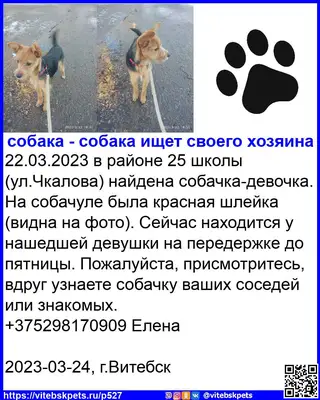 Найдена собака в Витебске — в районе 25 школы (ул.Чкалова) найдена собачка-девочка. На собачуле была красная шлейка (видна на…