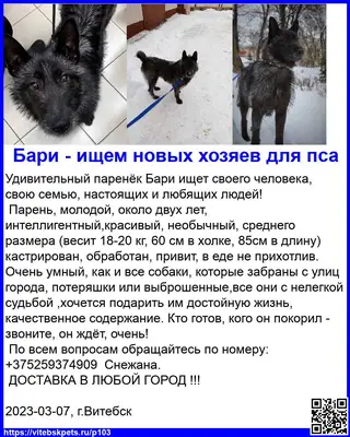 Пропала собака в Витебске — Удивительный паренёк Бари ищет своего человека, свою семью, настоящих и любящих людей!