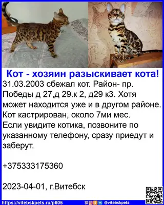 Пропала кошка в Витебске — сбежал кот. Район- пр. Победы д 27,д 29.к 2, д29 к3. Хотя может находится уже и в другом районе.