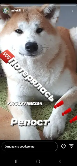 Пропала собака в Витебске — Внимание!🥺🥺🥺