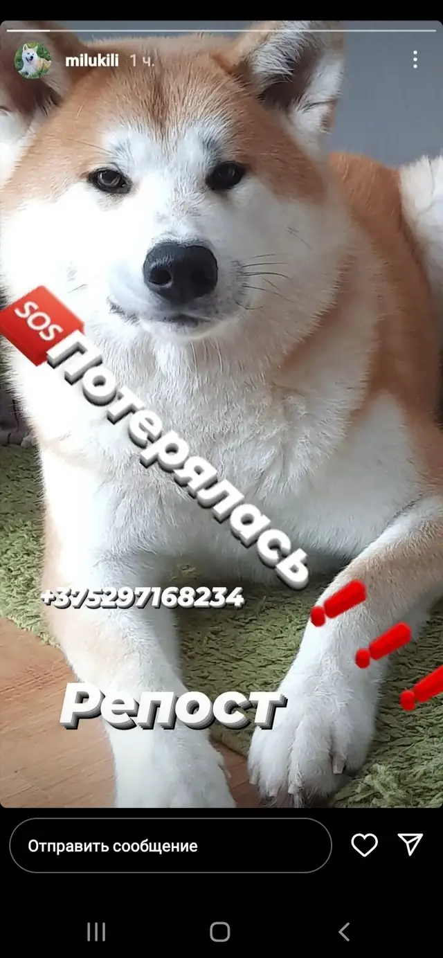 Пропала собака в Витебске — Внимание!🥺🥺🥺