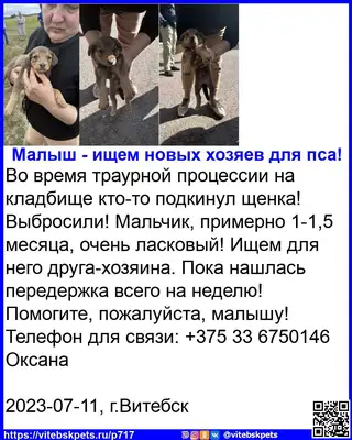 Найдена собака в Витебске — Во время траурной процессии на кладбище кто-то подкинул щенка! Выбросили! Мальчик, примерно 1-1,5…