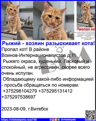 Пропала кошка в Витебске — фото объявления