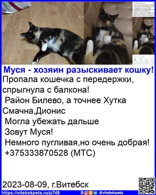 Пропала кошка в Витебске — фото объявления