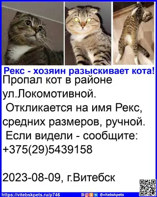 Найдена кошка в Витебске — фото объявления