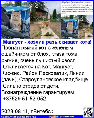 Пропала кошка в Витебске — фото объявления
