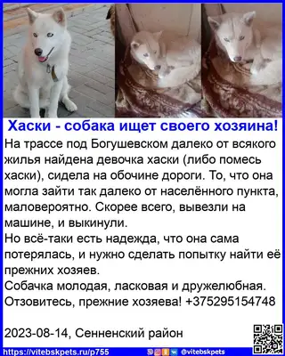 Найдена собака в Витебске — На трассе под Богушевском далеко от всякого жилья найдена девочка хаски (либо помесь хаски), сидела…