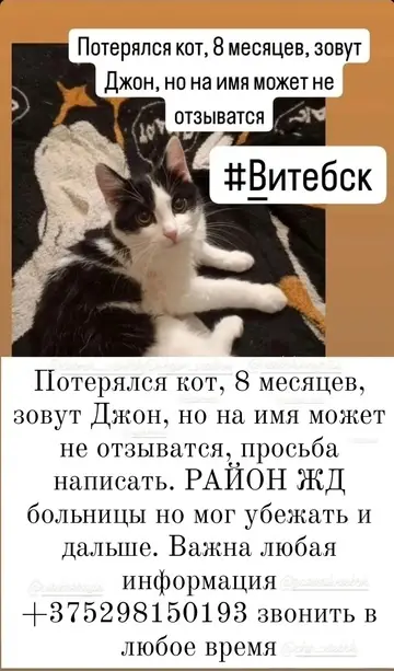 Пропала кошка в Витебске — фото объявления