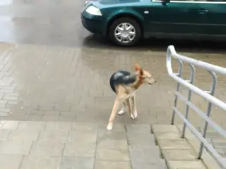 Найдена собака в Могилёве — Кто потерял собачку на областной в р-не"зелёной рощи"? Ходит уже 2й день ищет хозяина