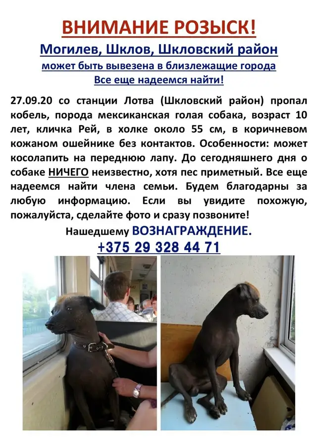 Пропала собака в Могилёве — Беларусь, Могилев, Шклов, Шкловский район, может быть вывезен в другие близлежащие города