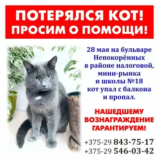 Пропала кошка в Могилёве — ВНИМАНИЕ‼ПОТЕРЯЛСЯ КОТ‼ПРОСИМ ПОМОЩИ‼