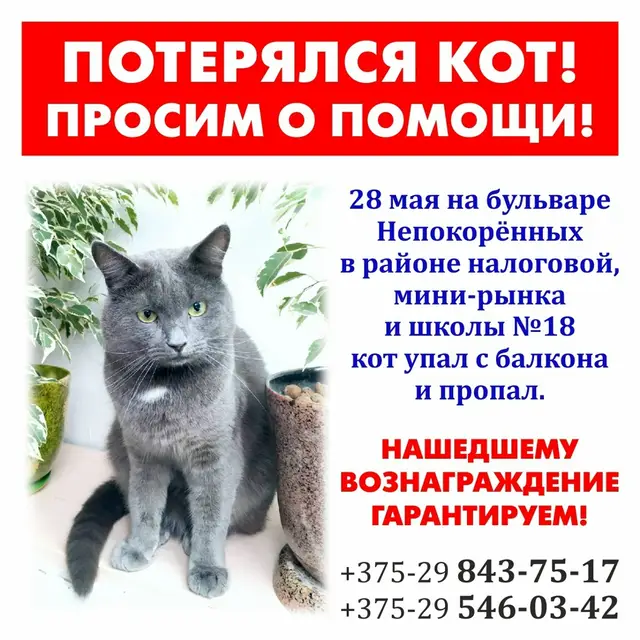 Пропала кошка в Могилёве — ВНИМАНИЕ‼ПОТЕРЯЛСЯ КОТ‼ПРОСИМ ПОМОЩИ‼