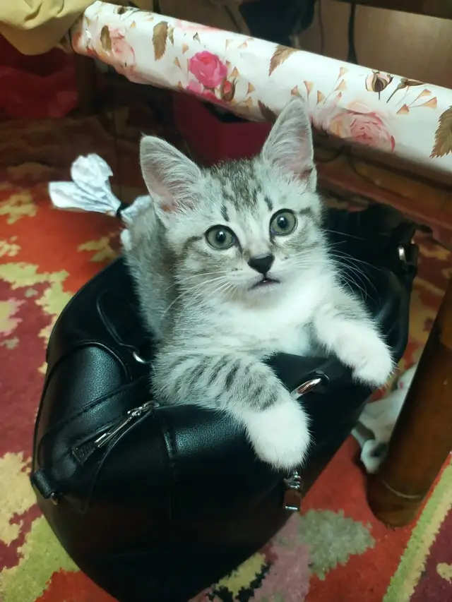 Пропала кошка в Могилёве — Внимание! Пропал котёнок, просьба позвонить по номеру ±375 (29) 9513054