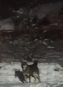 Найдена собака в Могилёве — года около 22:00 в районе Малой Боровки (улица Блока) данная собака напала на людей и нанесла раны…