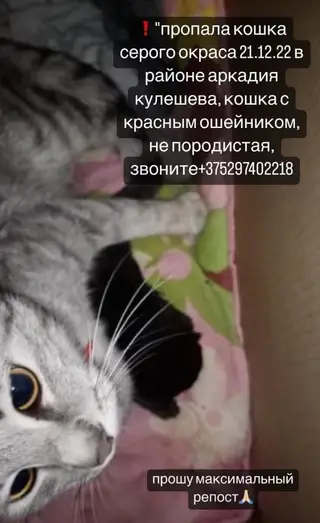 Найдена кошка в Могилёве — фото объявления