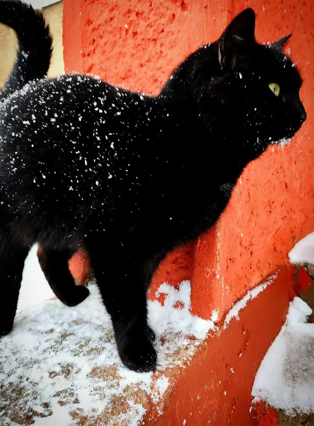 Пропала кошка в Могилёве — У этого кота никого нет...