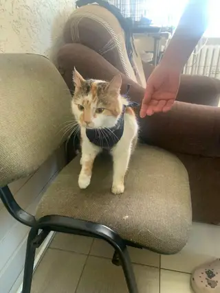 Найдена кошка в Могилёве — Добрый день! Безумно ласковая кошечка, может кто-то захочет забрать, выкинули под магазин в начале…