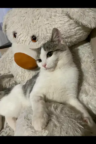 Найдена кошка в Могилёве — Нужна помощь по поиску дома данному котенку, сейчас на передержке, себе оставить не сможем, остались…