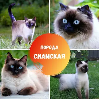Найдена кошка в Столбцах — СИАМСКИЕ КОШКИ СОРВАЛИ ЗАГОВОР !?