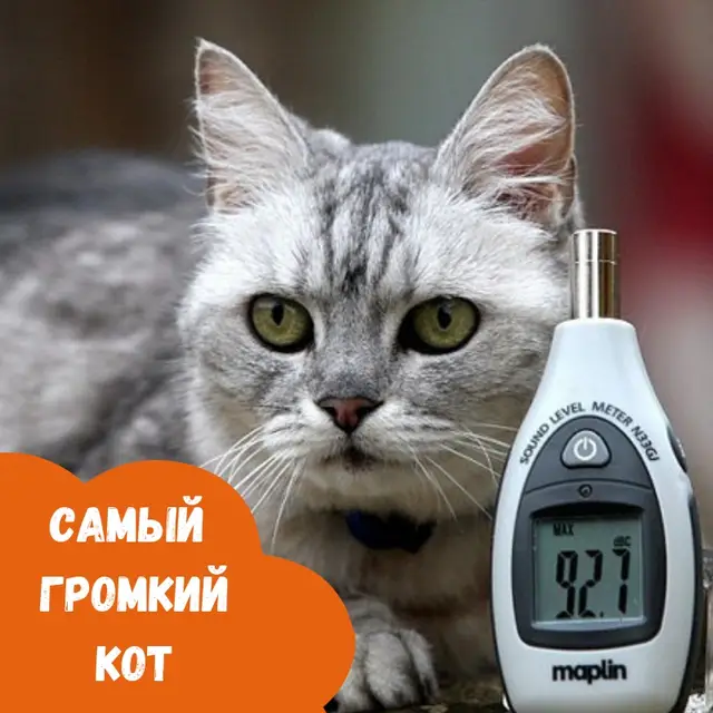 Найдена кошка в Столбцах — Интересный факт!